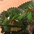 クックJOA8D2☆'s cooksnap of when they made お弁当に！冷凍OK！おくらのおかかあえ.