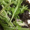 とらっぴ☆'s cooksnap of when they made 水菜サラダのごま油和え.