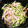 ﾗﾘｯｸﾏ's cooksnap of when they made きゅうりとハムの中華風サラダ.