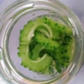 ふぁんたにゃん's cooksnap of when they made ほんのり苦い☆簡単ゴーヤのピクルス.