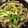 クックリックチック's cooksnap of when they made 天然だしパックで作る ごぼうと豚肉の煮物.