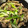 クックリックチック's cooksnap of when they made 天然だしパックで作る ごぼうと豚肉の煮物.