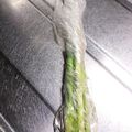 キッッックリン's cooksnap of when they made アスパラガスの一先ず保存はこれ！.