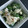 ﾅｶﾞﾚﾎﾞｼ's cooksnap of when they made 簡単一皿♡オリーブとクリチと胡瓜和え.