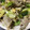 harutama's cooksnap of when they made 簡単！一瞬！ネギぶた卵の塩炒め！.