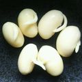 shiまま's cooksnap of when they made Neoお豆さん＊発芽豆de常備菜の蒸し豆.
