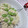 いこたん's cooksnap of when they made 枝豆のあっさりとろ～り鶏あんかけ♪.