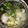 0honoka0's cooksnap of when they made 押し麦鶏しお雑炊（550mL）.