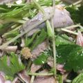 sakuraiayu's cooksnap of when they made イワシの酢じめ.