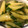 くろぷっちー's cooksnap of when they made きゅうりの生姜焼き.