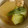 dollyj's cooksnap of when they made 冬瓜とがんもの煮物☆.