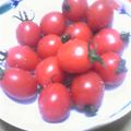 あいーぷ's cooksnap of when they made 美味しいミニトマト.