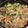shunkyo's cooksnap of when they made ★豚肉と豆苗の炒め物★.