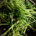 最初から's cooksnap of when they made 豆苗とにんにくの中華炒め 3分で完成.
