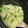 marianon's cooksnap of when they made 生姜と枝豆の炊き込みご飯.