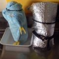 ☆アリスの姉ちゃん☆'s cooksnap of when they made 残りご飯と魔法瓶で☆玄米の甘酒！.