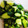 クックWHHCDU☆'s cooksnap of when they made 5分で完成！絶品 きゅうりの塩ごま油和え.