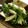 ☆Rokko☆'s cooksnap of when they made ほうれん草とえりんぎのオリーブオイル和え.