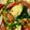 クック64OY6U☆'s cooksnap of when they made わさび菜とウィンナーの炒め物.