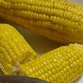 kam嫁's cooksnap of when they made とうもろこしの茹で方.