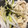 クックC2QQXG☆'s cooksnap of when they made ささみ　ごまだれかけ　簡単.