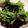 くろねこのまる's cooksnap of when they made 水菜とひじきの中華サラダ.