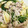 Macaw's cooksnap of when they made 白だしで水菜の煮物.