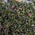 へちまもこ's cooksnap of when they made シソの実の佃煮.