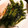 kotaro0329's cooksnap of when they made ししとうの当座煮.