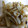 クックW5ZJ5M☆'s cooksnap of when they made れんこんと白だしでシャキシャキ炒め！.
