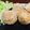 きょてらん's cooksnap of when they made 衣が美味しい♥里芋とチーズのボールフライ.