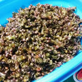 のぶ代's cooksnap of when they made シソの実の佃煮.