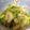かじりっこ's cooksnap of when they made 簡単☆セロリのW胡麻和え.