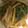 ゆきこのすけ's cooksnap of when they made ジャガイモとピーマンのオイスター炒め☆.