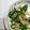 クック7U9OGL☆'s cooksnap of when they made エリンギとマコモダケ　豚肉炒め.
