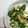 クック7U9OGL☆'s cooksnap of when they made エリンギとマコモダケ　豚肉炒め.