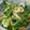 うずしろ's cooksnap of when they made 三つ葉とちくわのごま和え★.