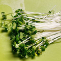 のんべぇヒロ's cooksnap of when they made カイワレの種☆元気に振って☆100%落る.