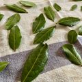 satohayami's cooksnap of when they made お料理に♪自家製乾燥ローリエの作り方.