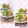 runa10's cooksnap of when they made 茹で卵とキャベツのオーロラソースサラダ.