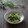 まろんかふぇ's cooksnap of when they made 菜の花の和え物.