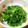 sanahey530's cooksnap of when they made 白だしで☆春菊のわさびお浸し.
