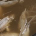 MULA's cooksnap of when they made 鶏手羽元とネギ もやし！こってりスープ.