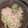 クック0GLNS6☆'s cooksnap of when they made そらまめと塩昆布の炊き込みごはん.