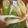 ﾌﾞﾚﾝﾀﾞ's cooksnap of when they made シンプルが美味しい・豆腐とネギの味噌汁♪.