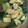クックCP681N☆'s cooksnap of when they made アボカドと胡瓜の和え物.
