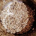 たなぼた１'s cooksnap of when they made 圧力鍋で簡単　手づくり納豆.