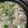 ナチュキチ♪'s cooksnap of when they made 長ねぎ大量消費！スープしゃぶすき.