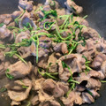 ナイーブ✨'s cooksnap of when they made 豆苗と砂肝の塩炒め.