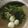 クック1FX93J☆'s cooksnap of when they made とろろ昆布が名脇役♪かぶの白だし煮.